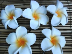 Frangipani Hairclips – colours & white – S – L