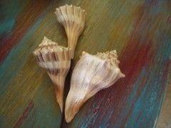 3 Seashell Bouquet Picks Beach Wedding Flower Inserts Floral Bouquet home decor