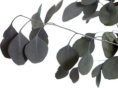 Eucalyptus Populus Dried & Fresh Wedding Home Décor Arrangement Party Baby Blue