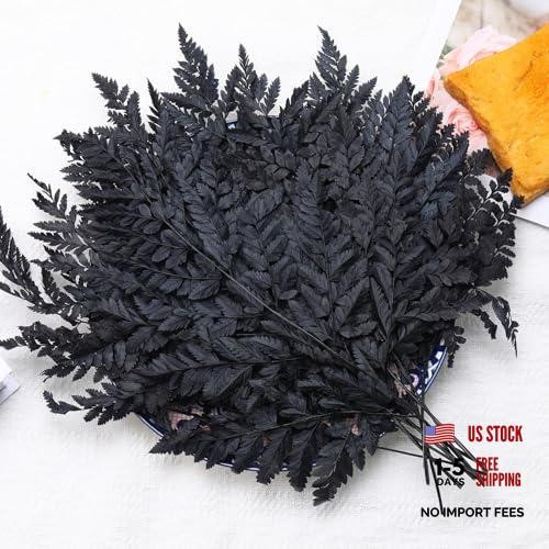 Black Dried Boston Ferns – 10 PCS – 15” Real – Dried Black
