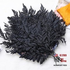 Black Dried Boston Ferns – 10 PCS – 15” Real – Dried Black