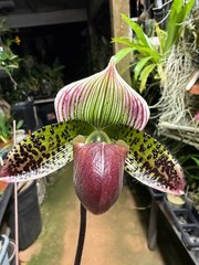 Paph. Maudiae white, puple, multi color 3″ pot Growers Choice