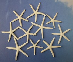 10-SMALL White Finger Starfish, 2″-3″,Beach Decor,Wedding flower supply,SS-589