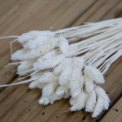 Dried Preserved Phalaris Flower 50 Stems Bunch 2 Colours Home Decor Centrepiece