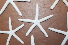 10-SMALL White Finger Starfish, 2″-3″,Beach Decor,Wedding flower supply,SS-589