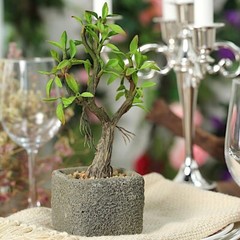 BROWN 9″ tall Concrete Pot with Faux Mini GREEN Willow Tree Wedding Decorations