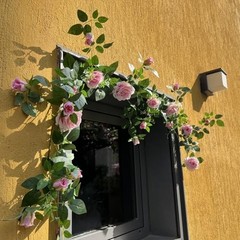 5.9FT Bendable Rose Flower Garlands, Artificial Silk Wild Roses Vine 1 Pink