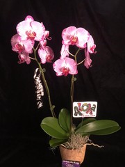 The ‘Double Down’ Two Orchid Gift Basket