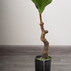 2 Green 3 feet Fig Tree ARTIFICIAL PLANTS Planter Pots Party Events Supplies