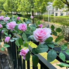 5.9FT Bendable Rose Flower Garlands, Artificial Silk Wild Roses Vine 1 Pink