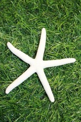 10-SMALL White Finger Starfish, 2″-3″,Beach Decor,Wedding flower supply,SS-589