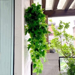 3 GREEN Silk Pothos Artificial HANGING PLANTS Party Events Decorations Supplies