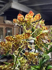 Grammatophyllum scriptum ‘Leopard NN’ (big blooming monster hybrid gram)6-8″