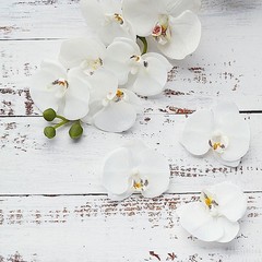 20 WHITE 4″ Faux SILK ORCHID FLOWER Heads Wedding Party Events Home Decorations