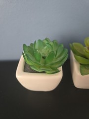 3 Green Assorted Faux Echeveria Succulent Plants White Ceramic Pots Party