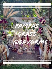 12 Large Pampas Grass (36”) Wedding Decor CA, USA BEAUTIFUL!