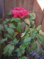 14-Inch Peony Support Ring with Sturdy 24-Inch Legs – Outdoor Essential