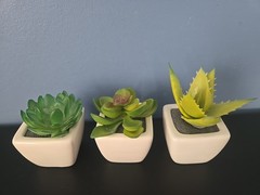 3 Green Assorted Faux Echeveria Succulent Plants White Ceramic Pots Party