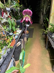 Paph. (Magic Cherry x Voodoo Magic) x (Magic Cherry x Hsinying Rainbow)