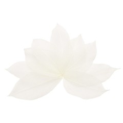 100Pcs White Skeleton Leaves 2″- 3″ Rubber Tree Scrapbooking