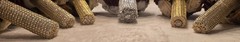 Bridal Party Set: Bride/Bridesmaid Bouquets, Boutonniers, and flower girl basket