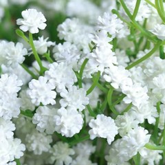 Baby Breath Flowers Artificial,12 Pcs Fake Babys Breath Real Touch White