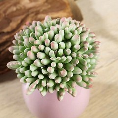 Orange Burgundy Light Green 4″ Faux Succulent Jelly Bean Sprays Stems Flowers