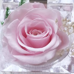 DoraMagic Preserved Rose Real Forever in Mini Clear Ring Box, Pink