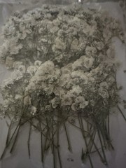Wedding Floral Baby Breath Dried In Vacuum Sealed Packages NEW
