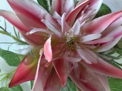 Cute Clematis wrist corsage