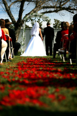 DARICE Victoria Lynn Rose Petals/Red 100 Count NEW Wedding Decor Bridal Flowers