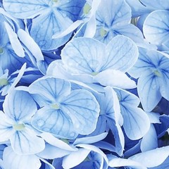 pcs Hydrangea，Artificial Hydrangea Flowers，Latex Real Touch 3 Blue
