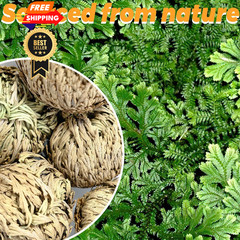 11 Pack Rose of Jericho Resurrection Plants, 1–2 Inch Rosa de Jerico Brown