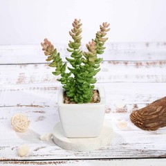 Set of 3 8″ tall Assorted Faux Cute Sedum Succulent Plants with Off White Pots
