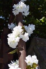 flower garland. 6foot in ivory or pink. wedding decorationflower garland