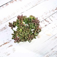 Green 3 Assorted 7″ Faux Jelly Bean Succulent Plants Off White Pots Sale