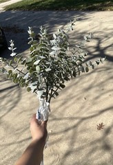 Dried Floral Bundle