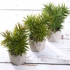 3 8″ Green Assorted Faux Crassula Succulent Plants Ceramic Pots Home Centerpiece