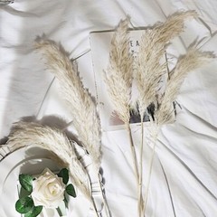 6 WHITE 32″ Natural Pampas Grass SPRAYS Dried Plant STEMS Party Home Decorations