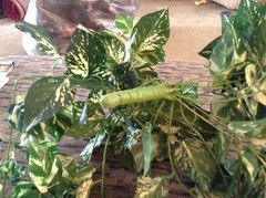 Dark Green Plastic Ivey Flower Bunches