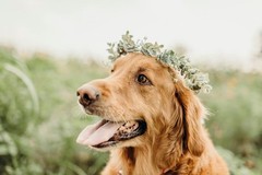 Eucalyptus Flower Crown Halo Headband for Weddings and Photoshoots