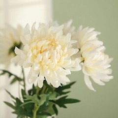 IVORY 3 Stems 27″ Silk Artificial Chrysanthemum FLOWERS Party Decorations