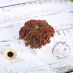 Burgundy Dark and Light Green 6″ Faux Sedum Succulent Plants Off White Pots