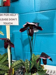 Paph. (Magic Cherry x Voodoo Magic) x (Magic Cherry x Hsinying Rainbow) hybrid
