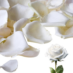 3.5 Oz Dried Rose Petals Wedding Biodegradable Petals, Natural Preservation Real