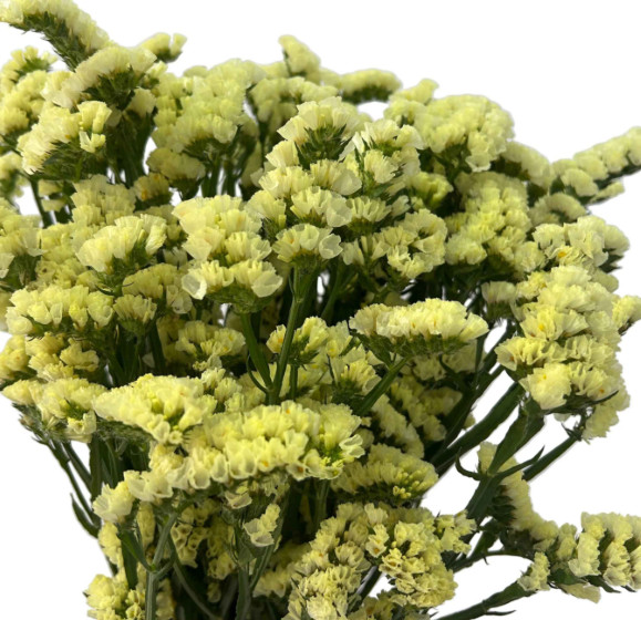 Wholesale Yellow Statice Flowers (110 Stem Bulk Box)