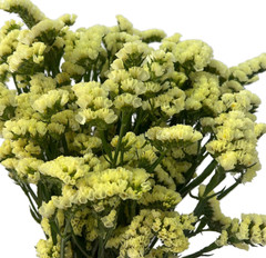 Wholesale Yellow Statice Flowers (110 Stem Bulk Box)