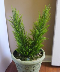 Artificial Palm Plants Small Pine tree Bush (18” Height)