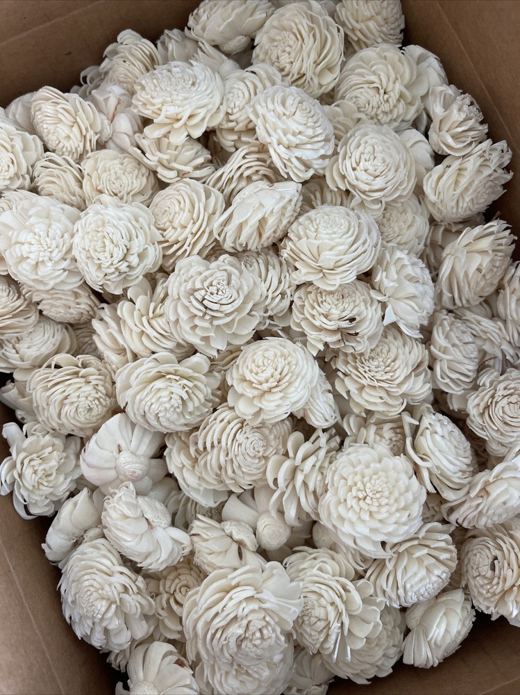 Bulk Box 3 CmSola Chorki Flowers Approximately 500 Heads