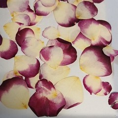 Fresh Rose Loose Petals Purple & Cream 2 in Wedding Flower Petals